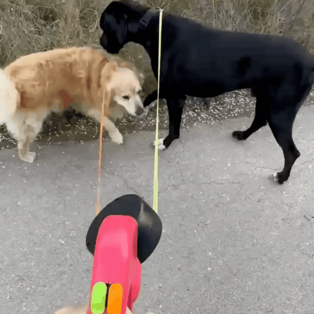 Dual Retractable Dog Leash