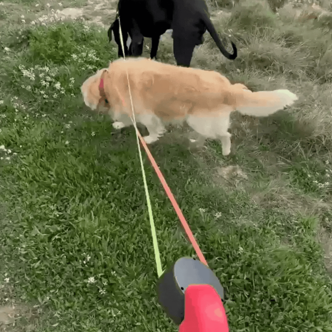 Dual Retractable Dog Leash